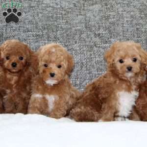 Krystal, Havapoo Puppy